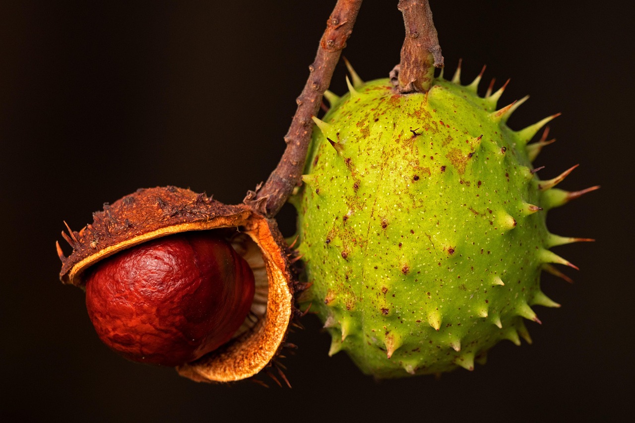 Castagne