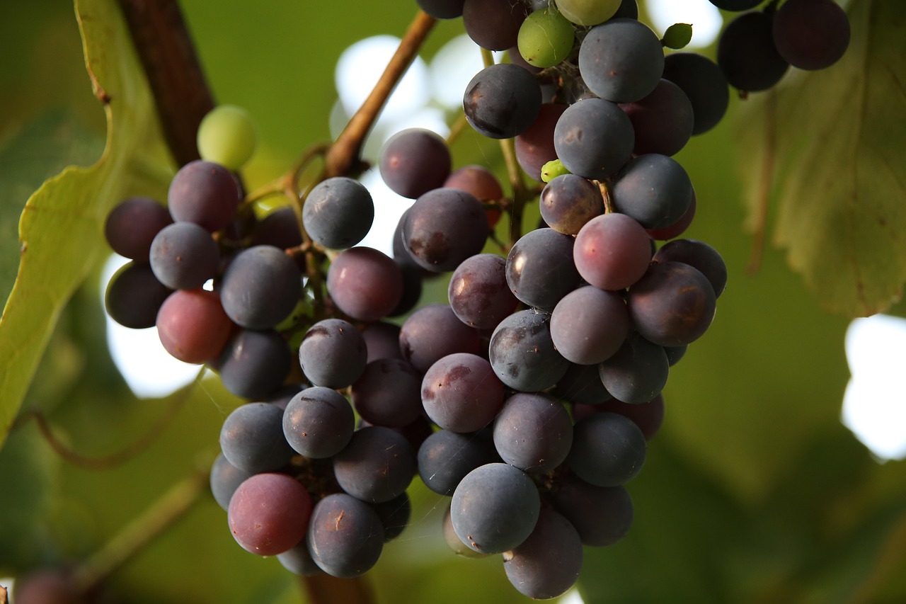 Vino